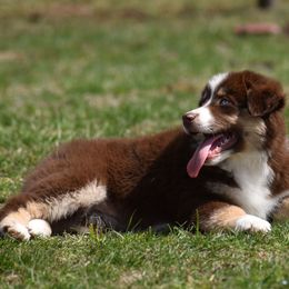 CoCo - Red Miniature Australian Shepherd puppy in Redfield, Kansas from CY Ranch Aussies