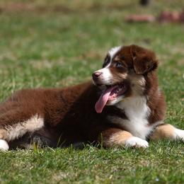 CoCo - Red Miniature Australian Shepherd puppy in Redfield, Kansas from CY Ranch Aussies
