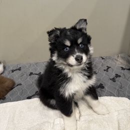 Brior - Black and white male Pomsky puppy in Scandinavia, Wisconsin from Bonnie’s Little Fluffys