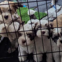 Havanese from Chaenzo