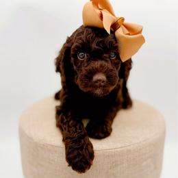 Pisgah - Chocolate female Goldendoodle puppy in North Carolina from Tuxedo Mountain Doodles