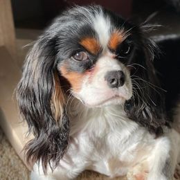 Gizmo - Cavalier King Charles Spaniel