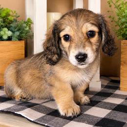 Blue collar male - Cream male Dachshund puppy in Wylie, Texas from Karas Royal Dachshunds