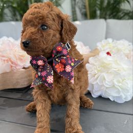 Milly - Red  female Poodle puppy in Cape Coral, Florida from Ruby the poodle