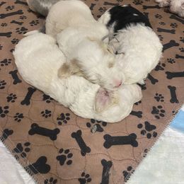 Sheepadoodle Puppies from Jonsies Pups