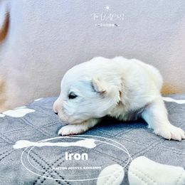 Samoyed Puppies from The Bactos Family