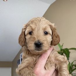 Goldendoodle Puppies from Rylaarsdam Doodles