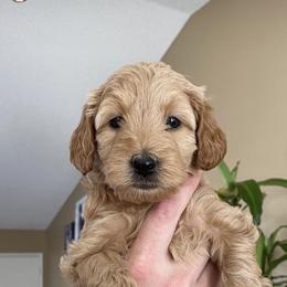 Goldendoodle Puppies from Rylaarsdam Doodles