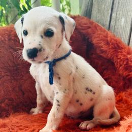 Blue - White and black male Dalmatian puppy in Westhoff, Texas from Smart Dalmatians (LUA)