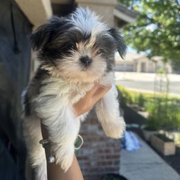 Cooper - Black and white male Mal-Shi puppy in Sacramento, California from FurKids
