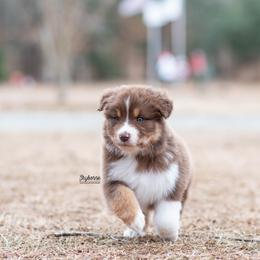 Banjo - Red tri-color male Australian Shepherd puppy in Woodford, Virginia from Skyborne Australian Shepherds