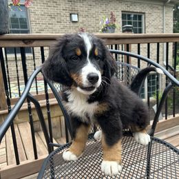 Boy 4 - Black rust and white Bernese Mountain Dog puppy in Michigan from Hummingbird Berners