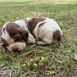 Boy 4 light gray collar - Red and white male English Springer Spaniel puppy in Bonifay, Florida from Sherrouse English Springer Spaniels