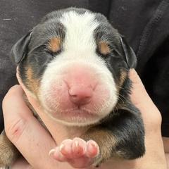 Navy girl - Black, white and red female Greater Swiss Mountain Dog puppy in Woodland, Washington from Woodland Swissie’s