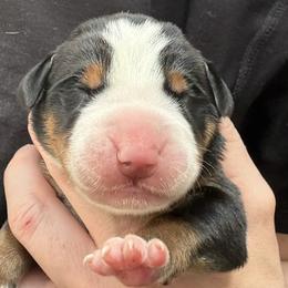 Navy girl - Black, white and red female Greater Swiss Mountain Dog puppy in Woodland, Washington from Woodland Swissie’s