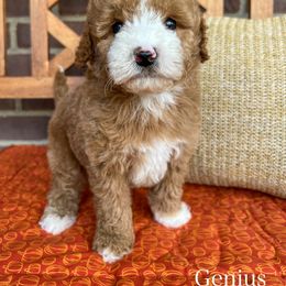 Genius - Red  male Goldendoodle puppy in Sunman, Indiana from Brunsman Country Doodles LLC