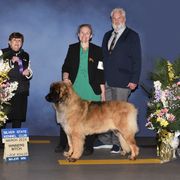 Disney - Leonberger