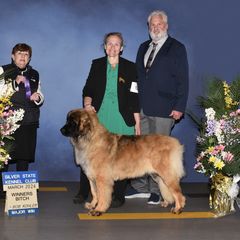Disney - Leonberger