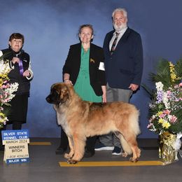 Disney - Leonberger