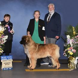 Disney - Leonberger