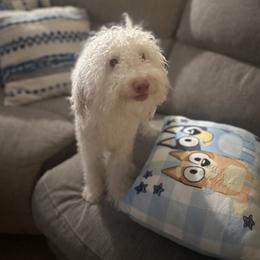Brady - Poodle