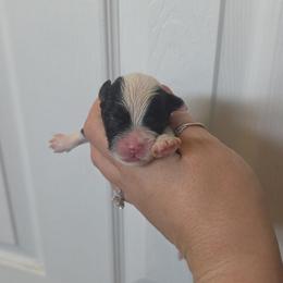 Boy 3 - Black and white male Schnoodle puppy in Galena, Illinois from Perry's doodles