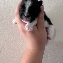 Serenade - Black parti male Pomeranian puppy in Stanton, California from Pure hearts