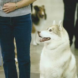 Siberian Huskies from Nikaluk Siberians