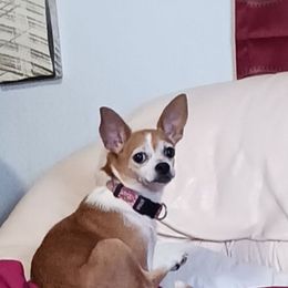 Jeanie - Red and white female Chihuahua puppy in Murphy, North Carolina from Ay Chihuahua's