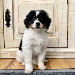 White Tricolor 2 - Tri-color male Bernedoodle puppy in Brooksville, Florida from Kruger Doodles