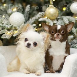 Chihuahua puppies from PNW Designer Toy Breeds
