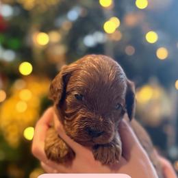 Candy Cane - Red male Cavapoo puppy in Sugar City, Idaho from Taylor's Cavapoos