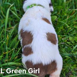 Saint Bernard Puppies from Eagle Mountain Saints