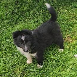 Oreo - Black and white female Shetland Sheepdog puppy in Weedsport, New York from M&M Shelties and Smooch-A-Bulls English Bulldogs