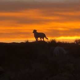 Golden Retriever Puppies from Cream Goldens