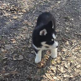 Puppy 4 - Black and white female Siberian Husky puppy in Lakeland, Florida from Husky Breeder of Central Florida