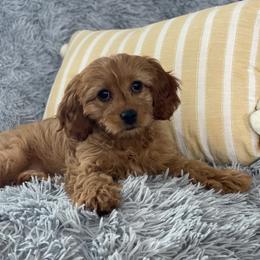 Avonlea - Apricot female Cavapoo puppy in Lagrange, Indiana from Heavn Sent Acres