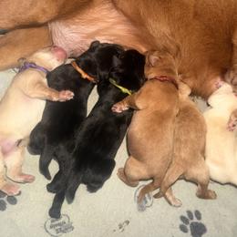 Fox Red female Red collar - Yellow female Labrador Retriever puppy in Randolph, Ohio from The Lab Clan