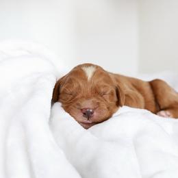 Macchiato (Mac) - Red male Bernedoodle puppy in Peoria, Arizona from Wroth's Paws