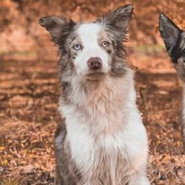 Belgian Malinois and Border Collies from House of Voodoo Kennels