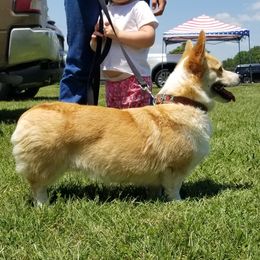 Tasha - Pembroke Welsh Corgi