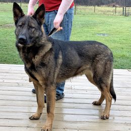 German Shepherd All Grown Up from Noble K-9