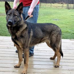 German Shepherd All Grown Up from Noble K-9