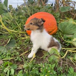 Finlay - Sable and white male Collie puppy in Hinckley, Minnesota from Rusty Spur Collies