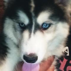 Siberian Husky All Grown Up from Throne of White Wings