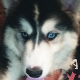 Siberian Husky All Grown Up from Throne of White Wings
