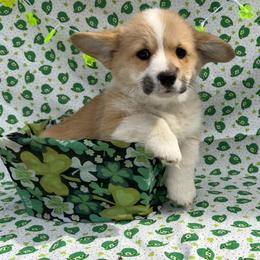 Boy 1 - Red male Pembroke Welsh Corgi puppy in Muskingum County, Ohio from Buckeye Corgi