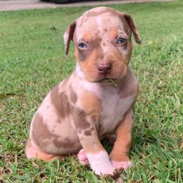 Black collar male - Red merle male Catahoula Leopard Dog puppy in Gadsden, Alabama from Rich Cat’s