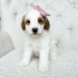Misty - Parti female Goldendoodle puppy in Sterling, Illinois from Charley's Goldendoodles