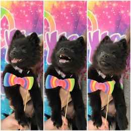 Queenie - Pomeranian